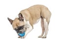 Old french bulldog playing with a blue ball, isolated Royalty Free Stock Photo