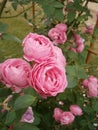 Old French Rose Louise Odier