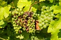 Old and fresh grape bunch hanging from vine