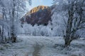 Old frost-frozen trees by path with mountain peak Royalty Free Stock Photo