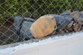 Old fruit jar behind a net in Greece