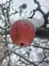 An apple hanging on a tree covered with snow in winter. Royalty Free Stock Photo