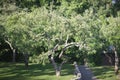 The old fruit trees in the garden Royalty Free Stock Photo