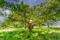 Old full grown gnarled pedunculate oak, Quercus robur,