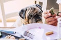 Old and fun pug dog portrait looking at some food while human owner eat it - concept of adorable domestic life animal at the table