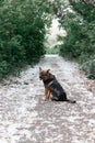 Old funny dog is sitting obediently in a sunny forest. Vertical photo