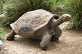 A old galapagos tortoise Royalty Free Stock Photo