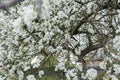 Old garden apple tree in spring full bloom covering with snowy white flowers at farm log house background Royalty Free Stock Photo