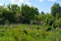 Old garden with lupin field and apple trees. Summer rural view Royalty Free Stock Photo