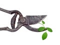 Old garden pruner and green leaf