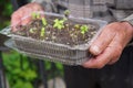 Old gardener hands with sprouts box Royalty Free Stock Photo