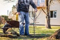 Senior man planting fruit tree in garden Royalty Free Stock Photo