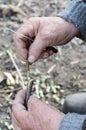 Old Gardener Preparing Apple Tree Branch for Grafting with KnifeGardener Preparing Apple Tree Branch for Grafting with Knife. Royalty Free Stock Photo