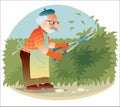 The old gardener working in the garden cutting the bushes Royalty Free Stock Photo