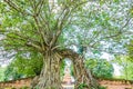 Old gate with banyan root called `Gateway to the passage of time` at ruins of Wat Phra Ngam, Phra Nakorn Si Ayutthaya, Royalty Free Stock Photo