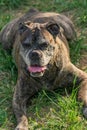 Old german boxer resting on grass outdoors Royalty Free Stock Photo