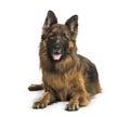 Old German Shepherd Dog lying in front of white background Royalty Free Stock Photo