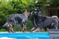 Old German Shepherd dogs play at a swimming pool Royalty Free Stock Photo