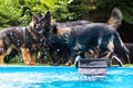 Old German Shepherd dogs playing at a swimming pool Royalty Free Stock Photo