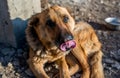 Old german shepherd portrait, the dog shows hes tongue