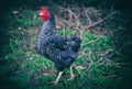 Old German Sperber rooster race walking