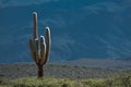Old giant cactus Royalty Free Stock Photo