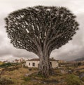 Old giant dracaena with abandoned house