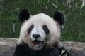 Giant Panda Cub in Chongqing, China Royalty Free Stock Photo