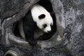 Giant Panda Cub in Fuzhou, China Royalty Free Stock Photo