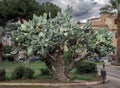 Old giant prickly pear plant