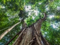 Old giant rain tree