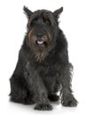 Old Giant Schnauzer (7years)