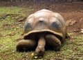 Old giant tortoise