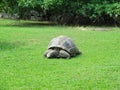 an old giant tortoise on the grass