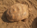 Old giant turtle on the sand Royalty Free Stock Photo