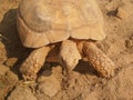 Old giant turtle on the sand Royalty Free Stock Photo