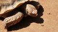 Old giant turtle on the sand Royalty Free Stock Photo