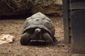 Old giant turtle walking on sand Royalty Free Stock Photo