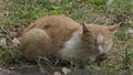 Old ginger cat dozes sitting on grass summer day