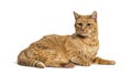 Old ginger cat with with lentigo on noise and lips, Isolated Royalty Free Stock Photo