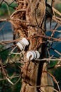 White glass fencing insulators Royalty Free Stock Photo