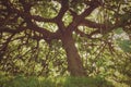 Old and gloomy fig tree. Royalty Free Stock Photo