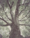 Old gloomy tree Royalty Free Stock Photo