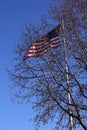 Old Glory Flying behind tree