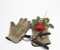 Old gloves, clippers and a red rose on a white background