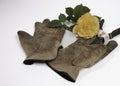 Old gloves, clippers and a yellow rose on a white background