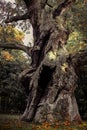 Old gnarled oak tree, autumn branches, natural background