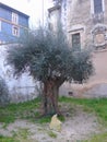 Olive tree. Old gnarled olive tree Olea europaea in the garden of a church in Coimbra, Portugal, Europe Royalty Free Stock Photo