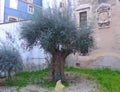 Olive tree. Old gnarled olive tree Olea europaea in the garden of a church in Coimbra, Portugal, Europe Royalty Free Stock Photo