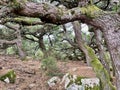 Old gnarled pine trees in Ospedale forest. Corsica, France.